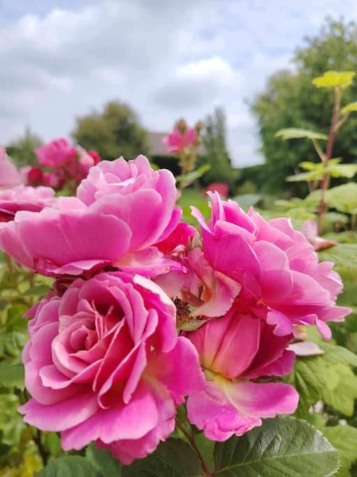 Le Jardin Des Lacs Gite Nature Et Spa Ardres Eksteriør billede